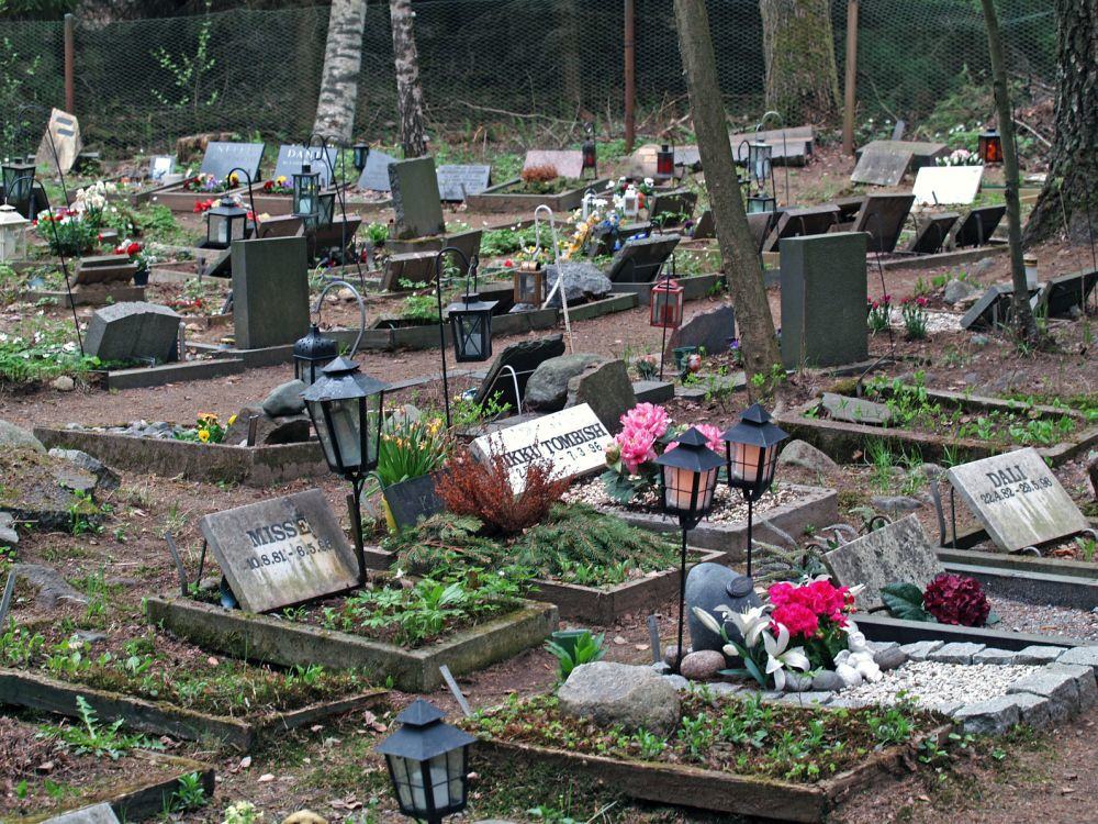 Den Bolonka Zwetna auf dem Tierfriedhof begraben.