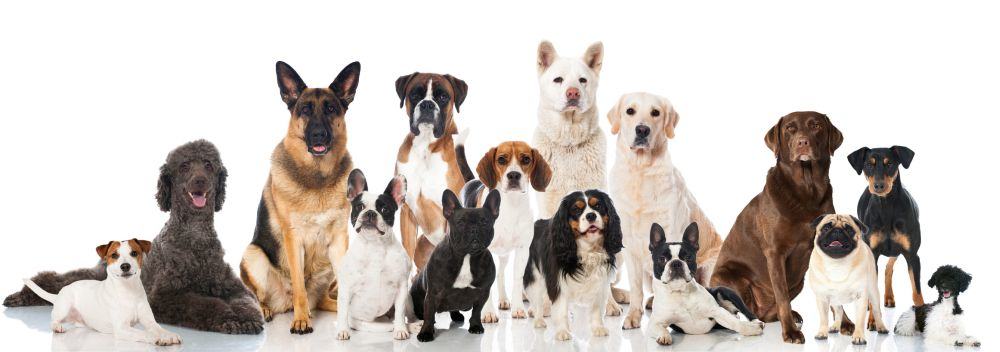 Lebensdauer des Bolonka Zwetna im Vergleich mit anderen Hunderassen