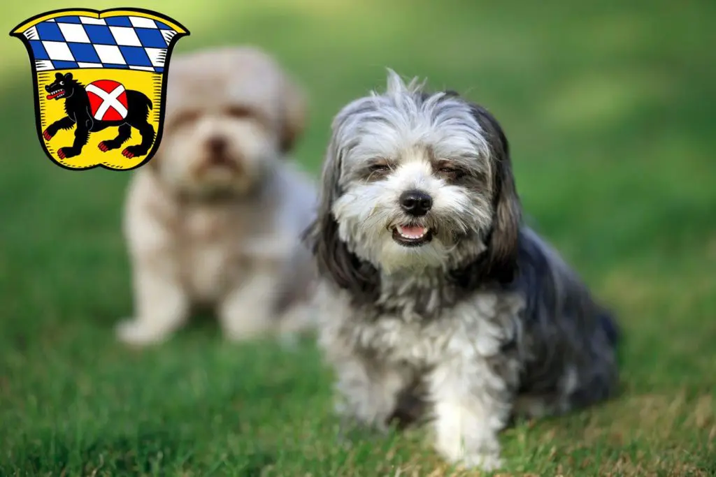 Bolonka Zwetna Züchter mit Welpen Freising, Bayern