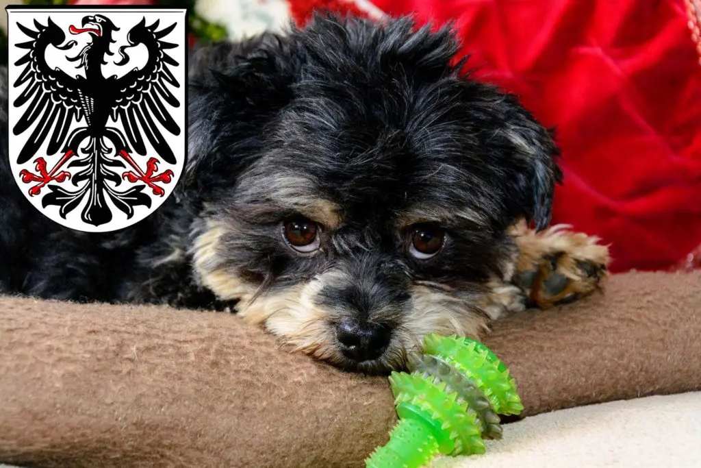 Bolonka Zwetna Züchter mit Welpen Ingelheim am Rhein, Rheinland-Pfalz