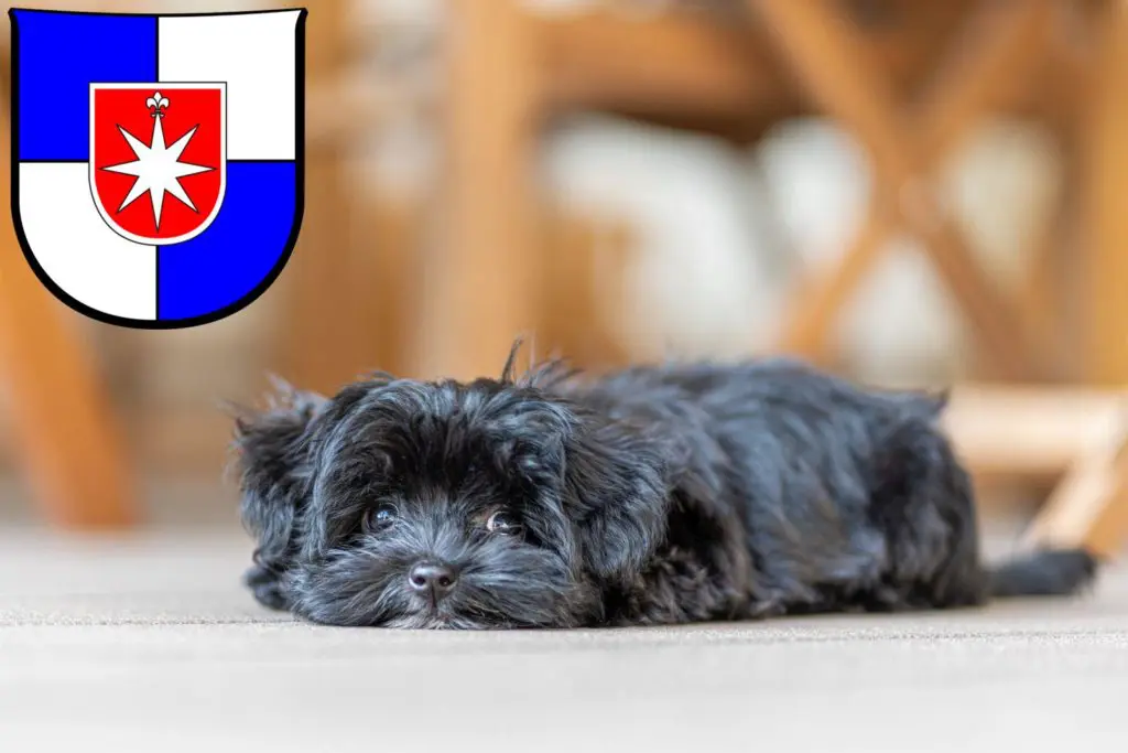 Bolonka Zwetna Züchter mit Welpen Norderstedt, Schleswig-Holstein